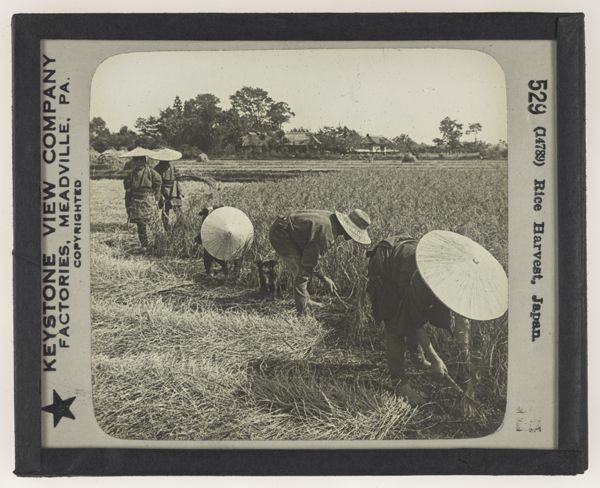Rice Harvest, Japan.