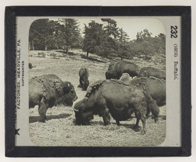Buffalo,