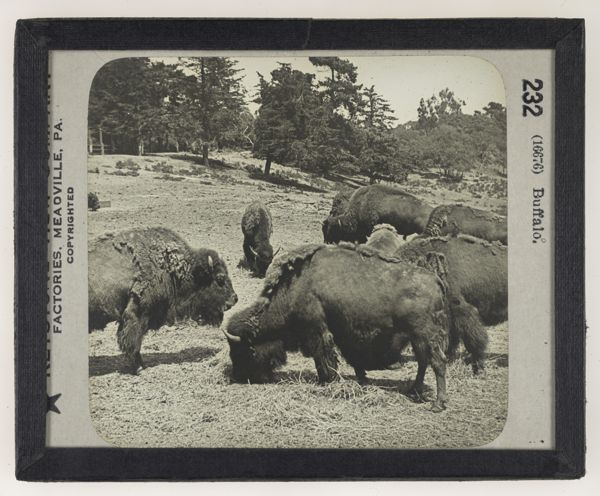 Buffalo,