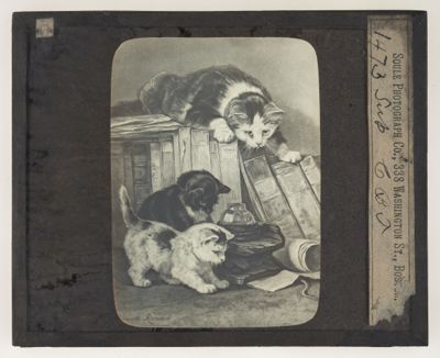 [Kittens around books]