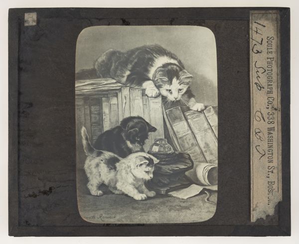 [Kittens around books]