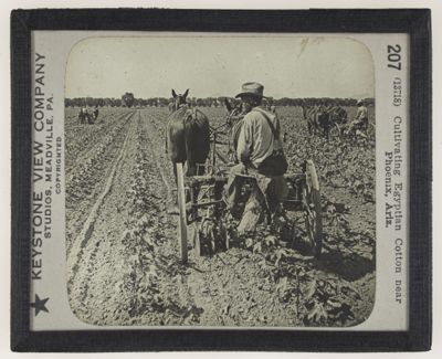 Cultivating Egyptian Cotton near Phoenix, Ariz.