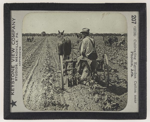 Cultivating Egyptian Cotton near Phoenix, Ariz.
