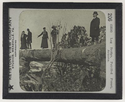 Log Bridge, Petrified Forest, Arizona.