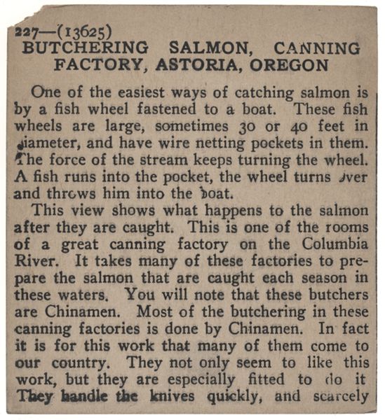 Butchering Salmon, Canning Factory, Astoria, Oregon