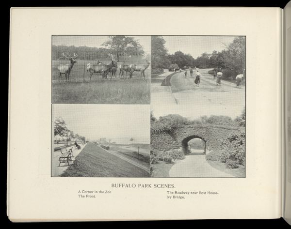 Buffalo Park Scenes