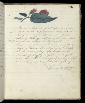 The rose when it first appears in bloom [...]
