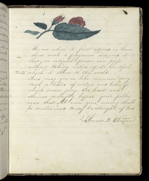 The rose when it first appears in bloom [...]