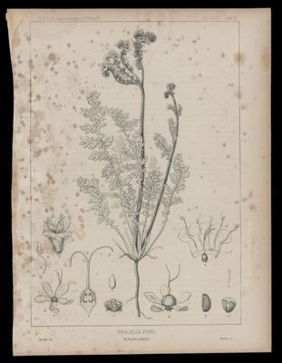 Phacelia Popei