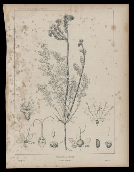 Phacelia Popei