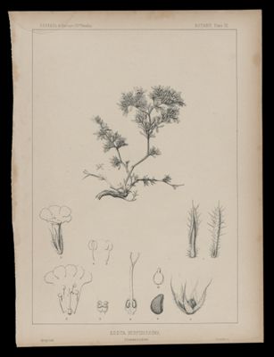 Eddya Hispidissima