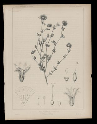 Ptilocalyx Greggii