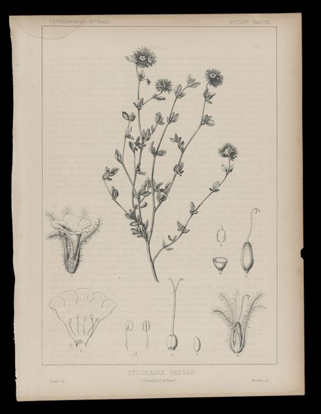 Ptilocalyx Greggii