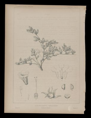 Stenocarpus Canescens