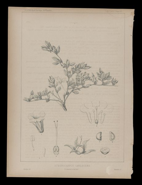 Stenocarpus Canescens
