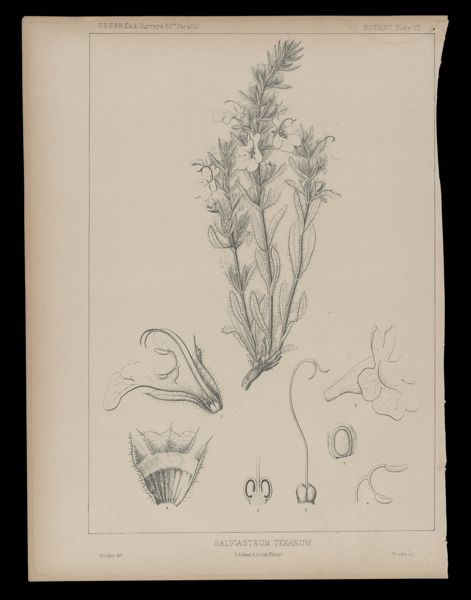 Salviastrum Texanum