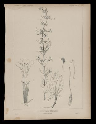 Pentstemon Fendleri
