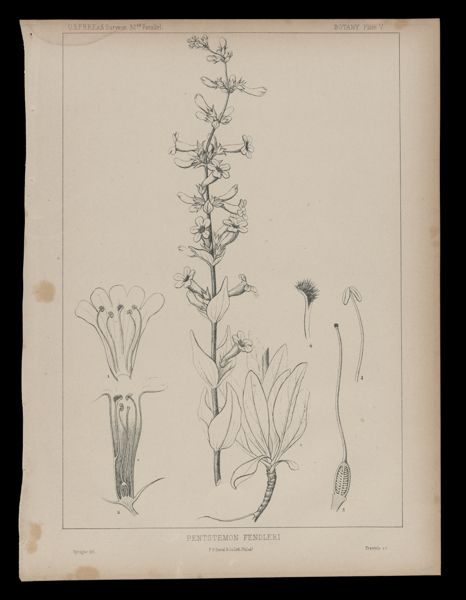 Pentstemon Fendleri