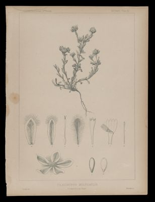 Filaginopsis Multicaulis