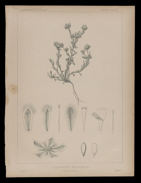 Filaginopsis Multicaulis