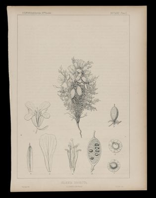 Selenia Dissecta