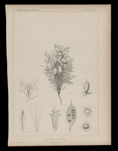 Selenia Dissecta