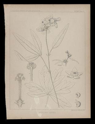Sidalcea Candida
