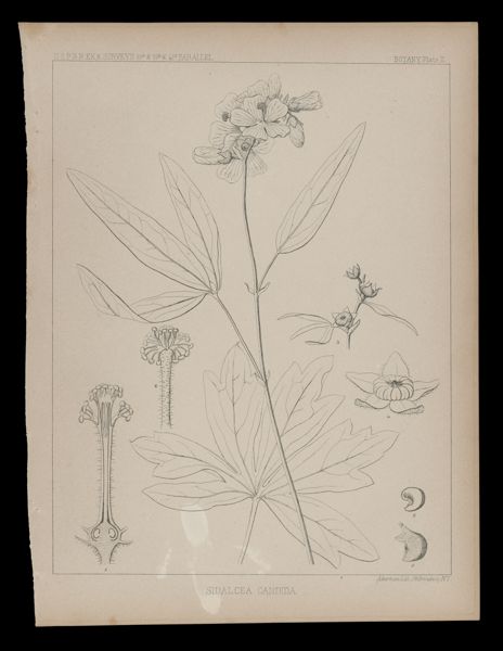 Sidalcea Candida