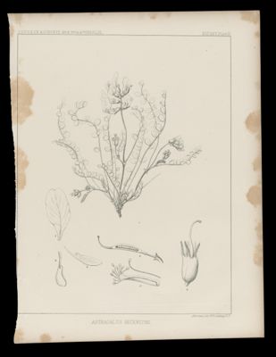 Astragalus Beckwithii