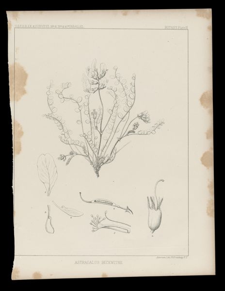 Astragalus Beckwithii