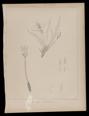 Oenothera Tanacetifolia