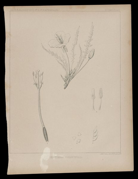 Oenothera Tanacetifolia