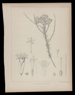 Tetradymia Glabrata