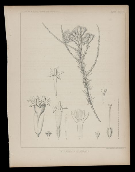 Tetradymia Glabrata