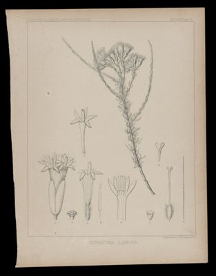 Tetradymia Glabrata
