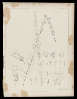 Pentstemon Heterandrum