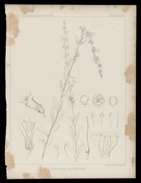 Pentstemon Heterandrum
