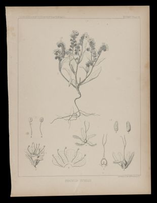 Phacelia Humilis
