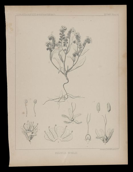 Phacelia Humilis