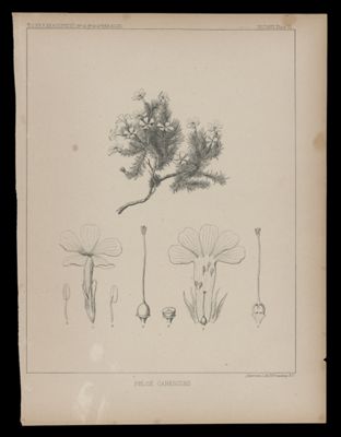 Phlox Canescens
