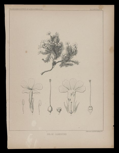 Phlox Canescens