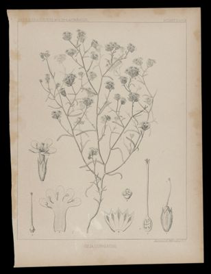 Cilia Gunnis onii