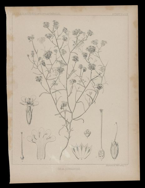 Cilia Gunnis onii