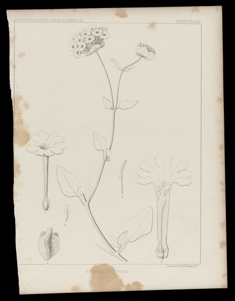 Abronia Fragans