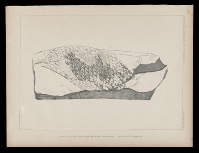 Part of a fossile fish from the upper Green River