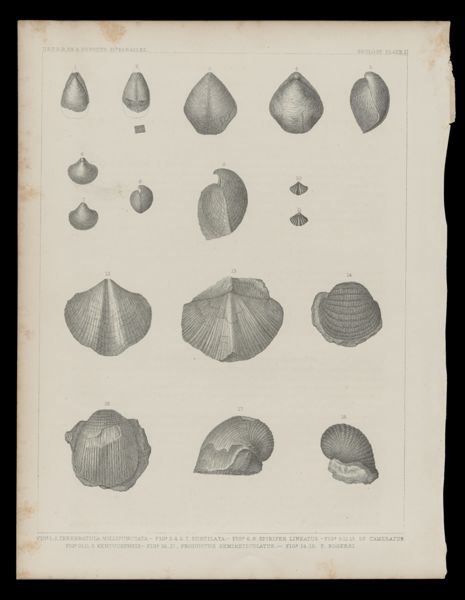 Shells 1