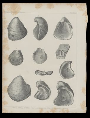 Shells 2