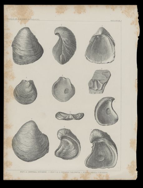 Shells 2