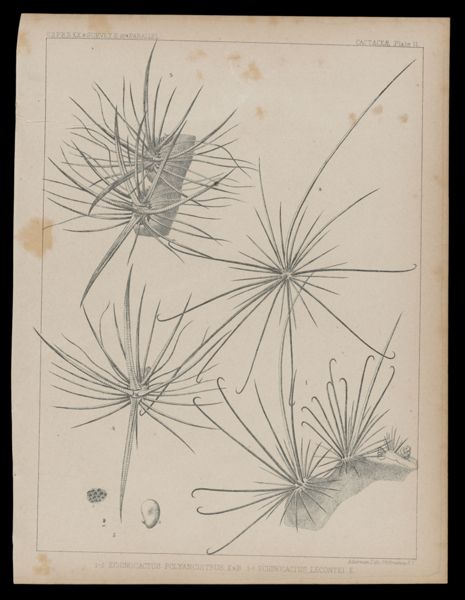 1 - 2 Echino Cactus Polyancistrus, E&B 3-5 Echinocactus Lecontei. E.