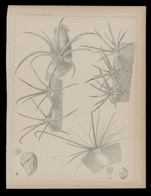 1-2 Echinocatus Wislizeni, E 3 E. Emoryi. E. 4-6 E. Polycerphalus E&B